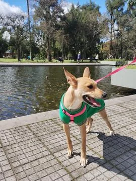 Cochorra in winter Stock Photos