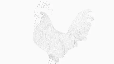 Cock 4k animation Stock Footage 167122037
