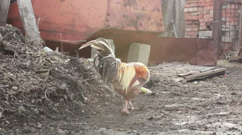 The cock alone goes through the yard and looking for food Stock-Footage 61352455