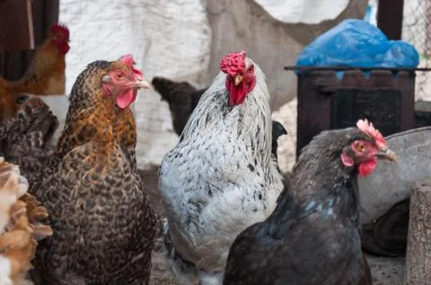 A cock and a hen Stock Photos