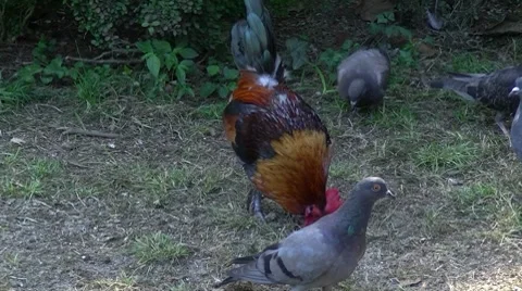 Cock and pigeons Stock-Footage 8600997