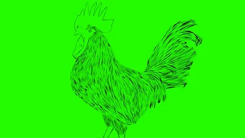Cock animation Stock Footage 169685706