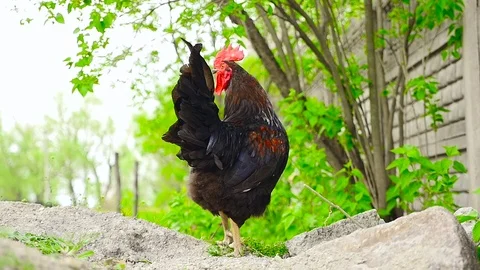Cock on the background of greenery Stock Footage 80280008