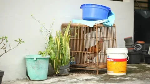 Cock in a cage Stock Footage 22141701