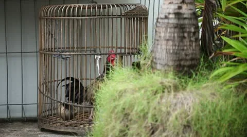 Cock in a cage Stock Footage 22141718