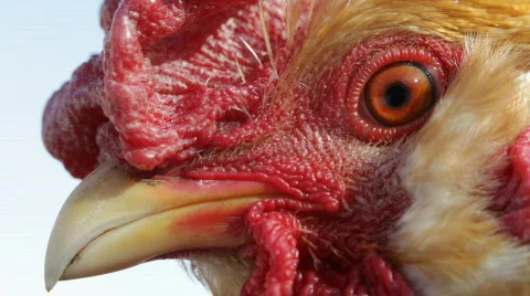 Cock close up Video stock 677502