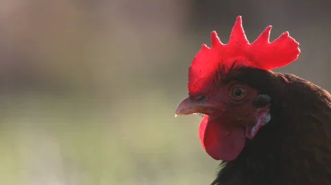Cock close up Video stock 693479