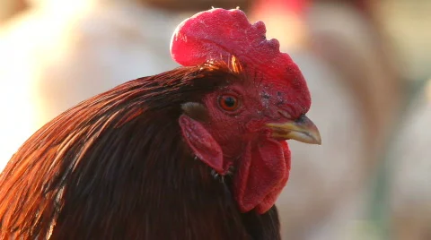 Cock close up Stockbeeldmateriaal 693536