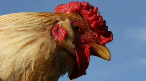 Cock, close up Stock Footage