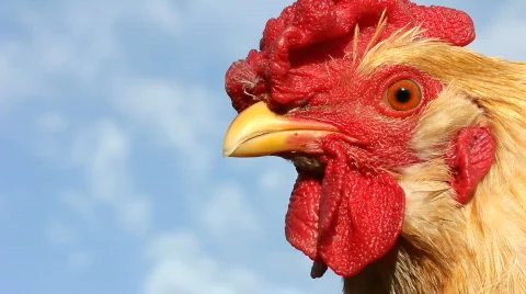 Cock, close up Stock Footage