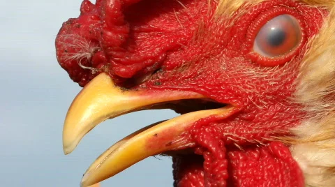 Cock,  close up Video stock 850774