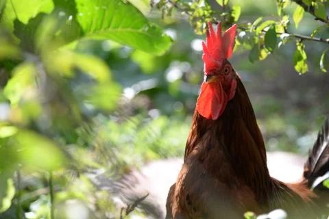 Cock close up Stock Photos