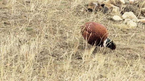 Cock- Common Pheasant Stock Footage 73030896
