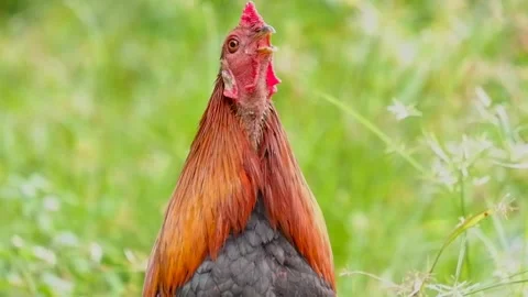 Cock crowing Stock Footage 187628257