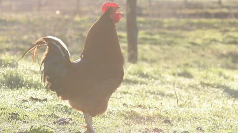 The cock crows Vídeos de archivo 693560