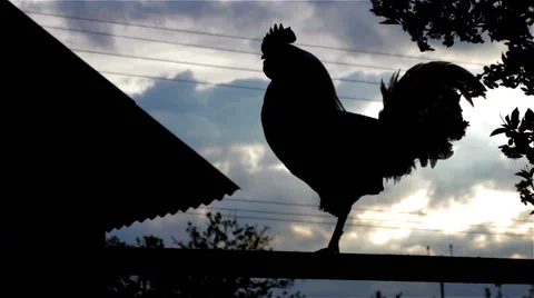 Cock in the dark Video stock 50193638