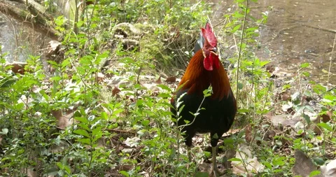 Cock-a-doodle-doo: Rooster crowing in the grass. Video stock 87994394