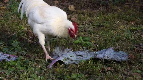 The cock eats cabbage Stock Footage 120266879
