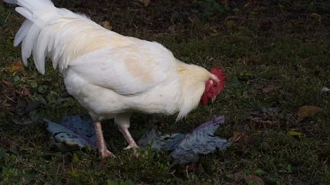 The cock eats cabbage Stock Footage 120266970