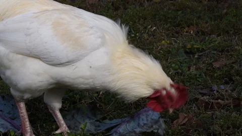 The cock eats cabbage Stock Footage 120267039