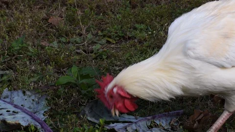 The cock eats cabbage Stock Footage 120267135