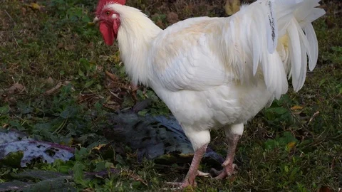 The cock eats cabbage Stock Footage 120267261