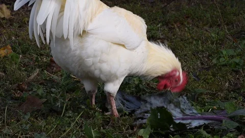 The cock eats cabbage Stock Footage 120267326
