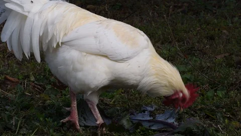 The cock eats cabbage Stock Footage 120267426