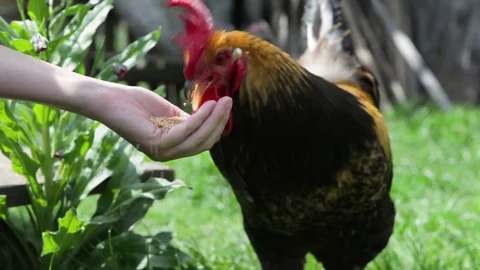 The cock eats wheat from the hand Stock Footage 76424489