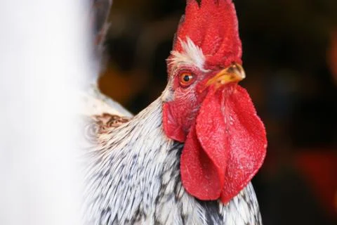 Cock face Stock Photos