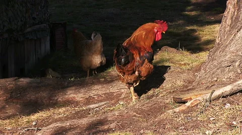 Cock in the farmyard Stock Footage 44238313