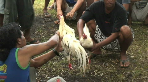 Cock Fight Stock Footage 307664