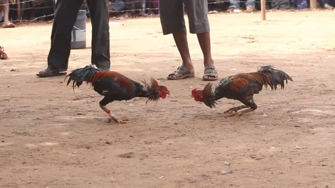 Cock fight Stock Footage 80984852