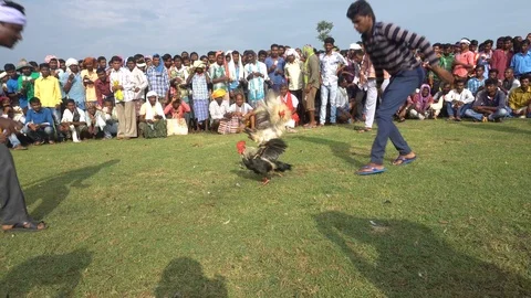 Cock fight at Lohandiguda, Bastar Stock Footage 115231678