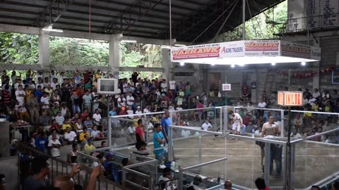 A cock fight in the philippines (2) Stock Footage 123217253