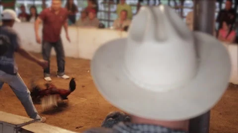 Cock Fighting 스톡 동영상 50194058