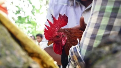 Cock fighting at India Stock Footage 73868591
