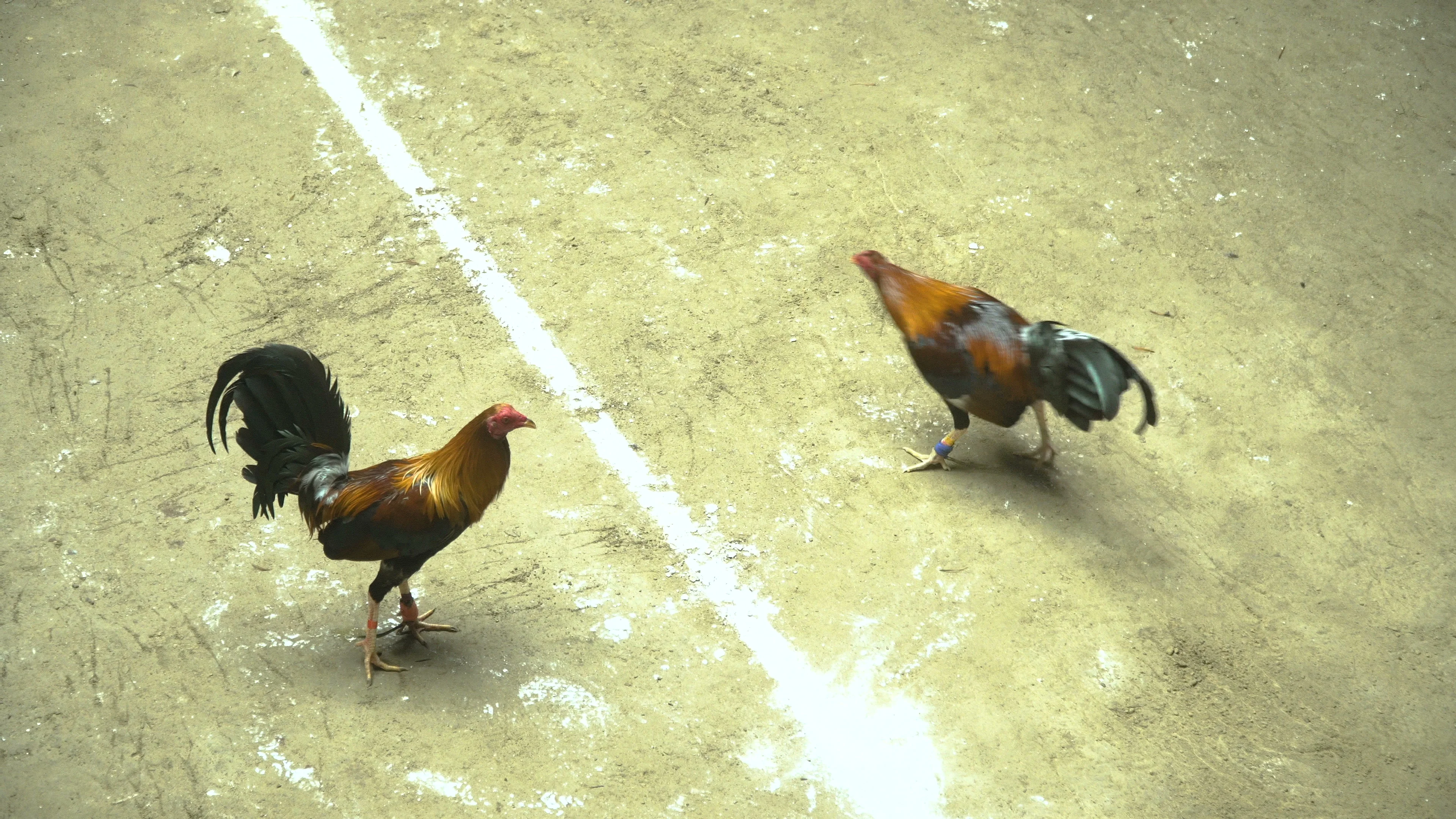  American Flag Cockfighter Game Fowl Cockfighting