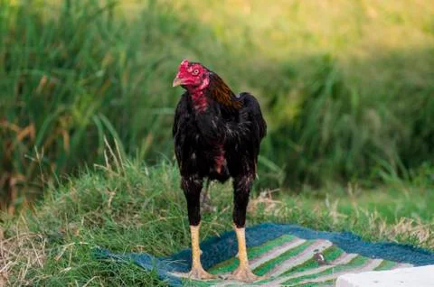 Cock fighting Stock Photos