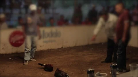 Cock Fightingt 스톡 동영상 50194336