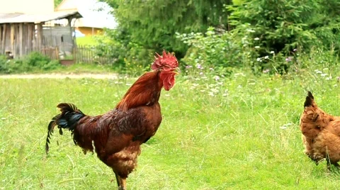 Cock Video stock 546519