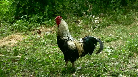 Cock Stock Footage 839971