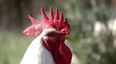 Cock Stock Footage 904646