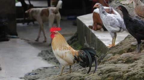 The cock Stock Footage 1015744