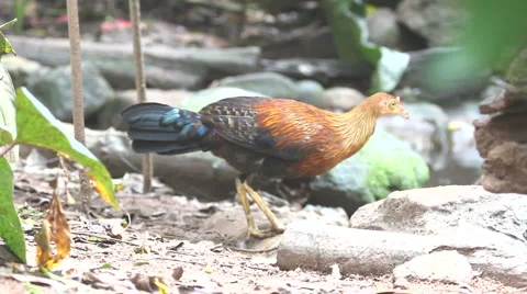 Cock Vídeo Stock 1086487