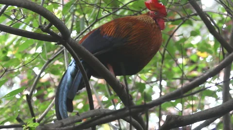 Cock Stock Footage