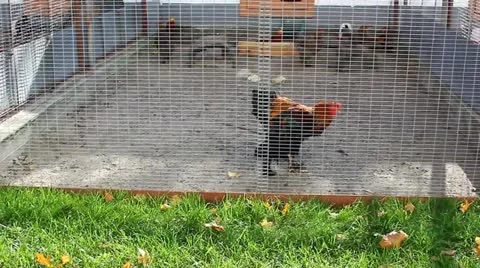 Cock Stock Footage 12400653