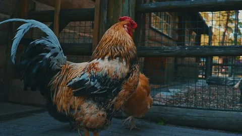 Cock Stock Footage 76890337