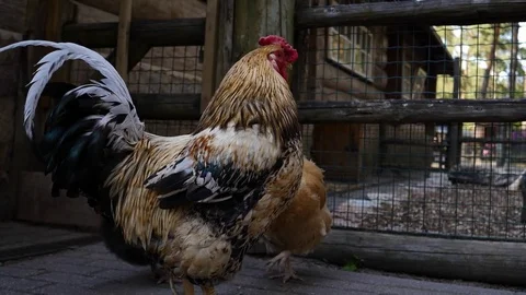 Cock Stock Footage 76904269