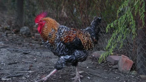 Cock Stock Footage 131209333